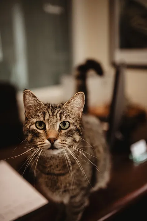 One of the Taxes Plus office cats at the front window